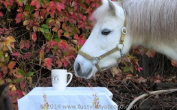 pony and tea